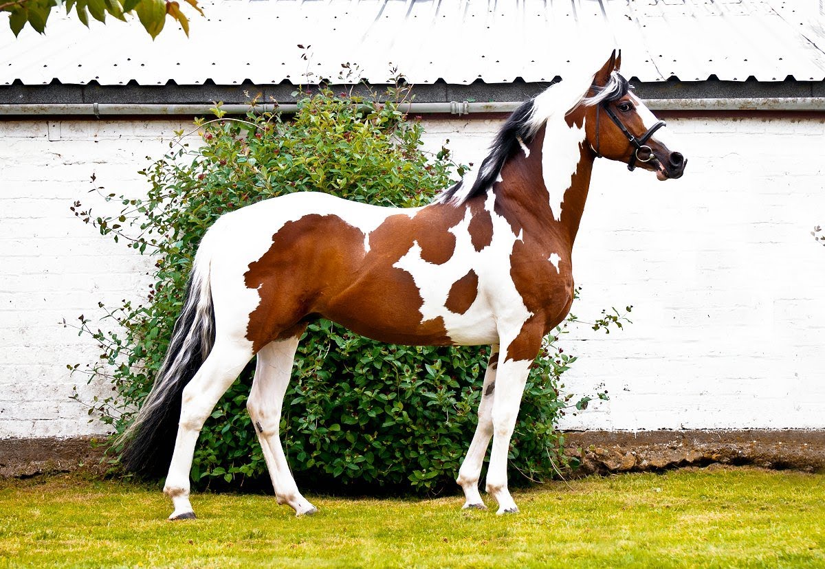 Solaris Buenno - Coloured Stallion